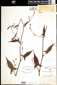 Polygonum arifolium image