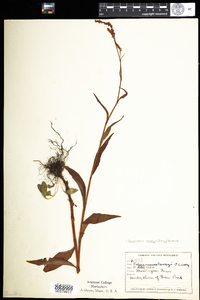 Polygonum careyi image