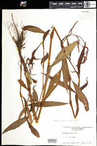 Polygonum careyi image