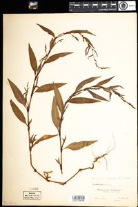 Polygonum hydropiper image