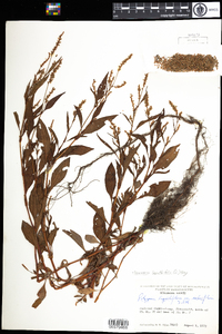 Polygonum lapathifolium image