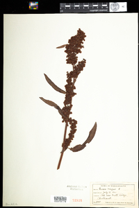 Rumex crispus image