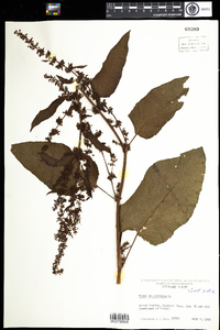 Rumex salicifolius var. mexicanus image