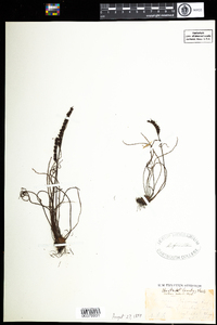 Drosera filiformis image