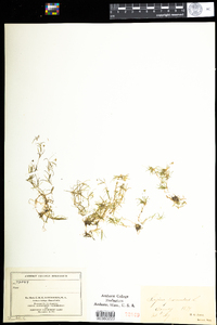 Sagina procumbens image