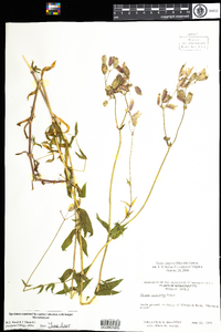 Silene vulgaris image