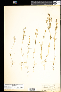 Silene gallica image