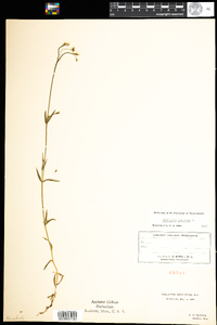 Stellaria graminea image