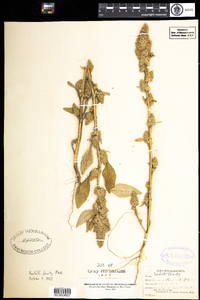 Amaranthus retroflexus image