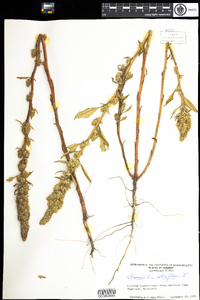 Amaranthus retroflexus image