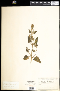 Atriplex prostrata image