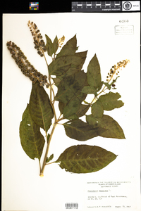 Phytolacca americana image