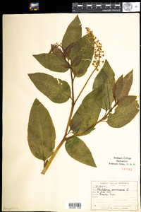 Phytolacca americana image