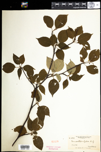 Cornus alternifolia image