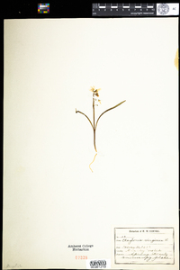 Claytonia virginica image