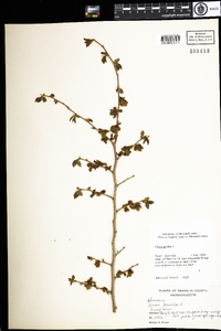 Ulmus pumila image