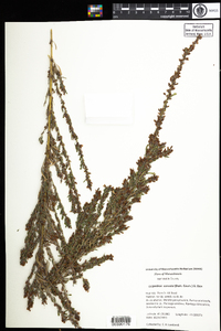 Lespedeza cuneata image