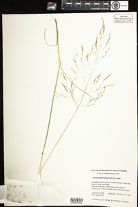 Deschampsia anadyrensis image