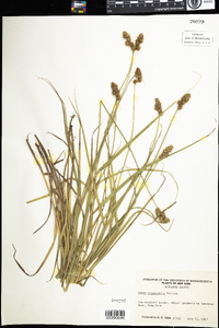 Carex cristatella image