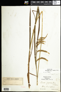 Carex gynandra image