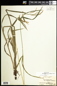 Carex gynandra image