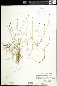 Carex gynocrates image