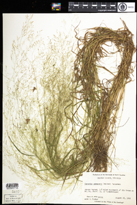 Agrostis perennans image