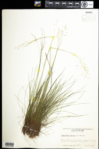 Deschampsia flexuosa image