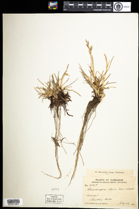 Image of Deschampsia alpina
