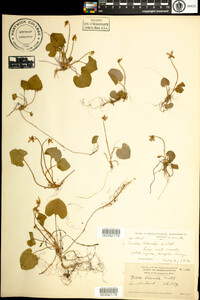 Viola blanda var. blanda image