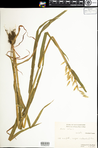 Avena sativa image