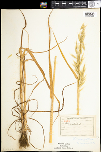 Avena sativa image