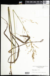 Bromus inermis image