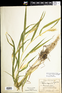 Image of Elymus macgregorii
