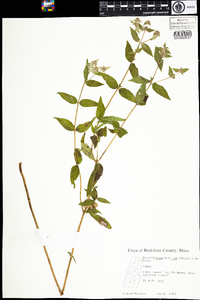 Pycnanthemum muticum image