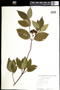 Cornus sericea image