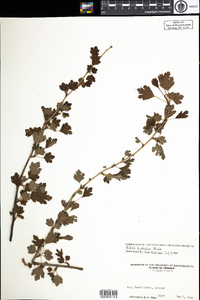 Ribes hirtellum image