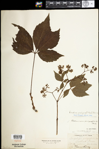 Parthenocissus quinquefolia image