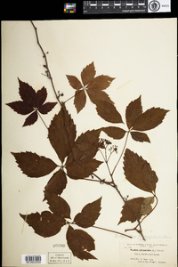 Parthenocissus quinquefolia image