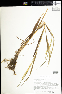 Elymus repens image