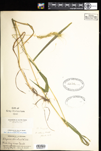 Elymus villosus image