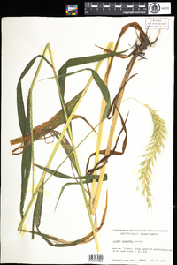 Elymus wiegandii image