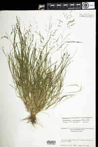 Eragrostis pectinacea image