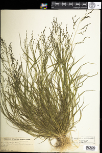 Eragrostis pilosa image