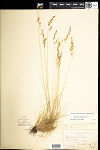 Festuca filiformis image