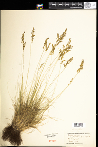 Festuca filiformis image