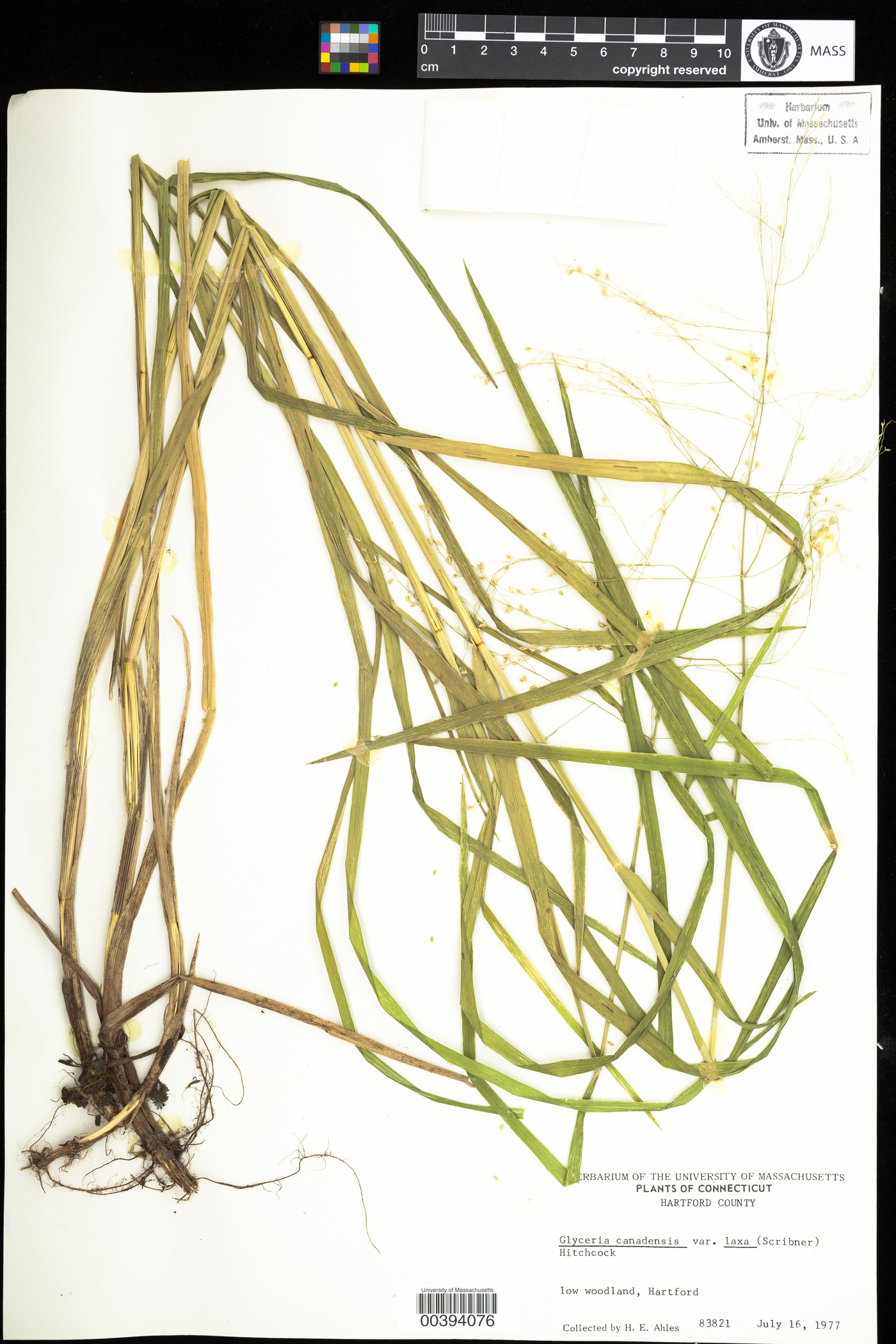 Glyceria canadensis var. laxa image