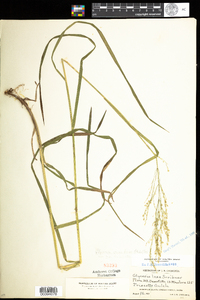 Glyceria canadensis var. laxa image
