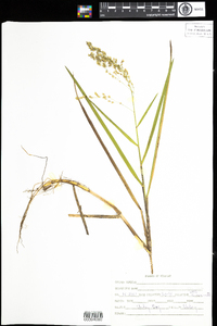 Glyceria canadensis var. laxa image