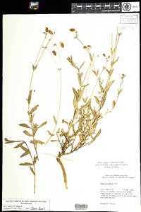 Silene vulgaris image